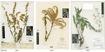 在史密森尼植物学系列中保留了几十个历史悠久的Goldenrod记录的三个例子。该标本在亚利桑那州，佛罗里达州和阿拉巴马州收集，左右）。科学家最近利用史密森尼档案来衡量花粉中蛋白质的影响受到大气二氧化碳水平上升的影响。