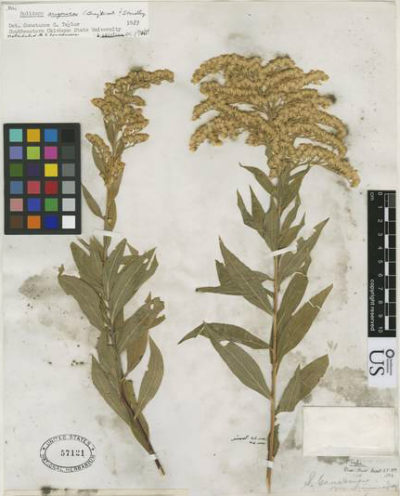 1874年在亚利桑那州收集的黄花植物样本，保存在史密森尼的植物学档案中。