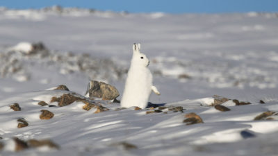 雪鞋野兔已经以超过五英里的速度转移到北方的距离，以应对雪覆盖下降。