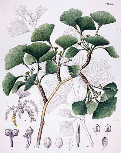 西方早期银杏植物插图，1835年在欧洲出版。