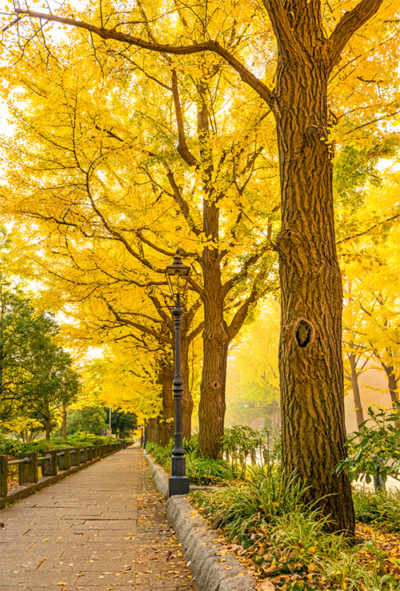 日本横滨山下公园的一排银杏。