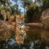 在印度班达加虎保护区，用远程摄像机拍摄的老虎。