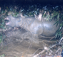 世界自然基金会湄公河项目爪哇犀牛