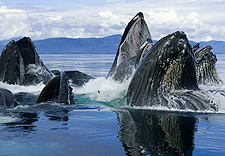 阿拉斯加的驼背鲸