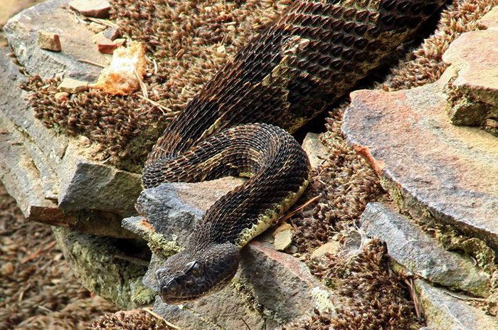 Kolbert_gallery_e360_timber_rattlesnake。