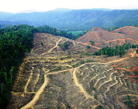苏门答腊森林砍伐