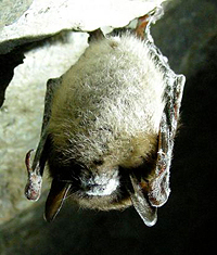 白鼻综合征蝙蝠