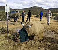 南非白犀牛